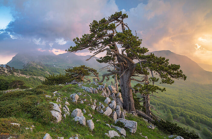 pollino1